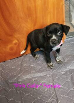 Wednesday- little monster litter -  Australian Cattle Dog Blue Heeler and Boykin Spaniel Dog for Adoption in Carmel Hamlet, New York - Wednesday- Little Monster Litter | PetCurious