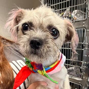 Stouffers -  Terrier Dog for Adoption in San Antonio, Texas - Stouffers | PetCurious