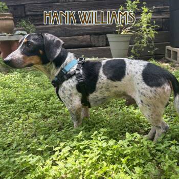 Hank Williams -  Dachshund Dog for Adoption in San Antonio, Texas - Hank Williams | PetCurious