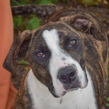 Trooper -  American Staffordshire Terrier and Boxer Dog for Adoption in Huntley, Illinois - Trooper | PetCurious
