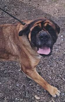 Mastiff Dogs Available for Adoption - Gnarley | PetCurious