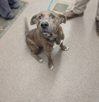 Rescue Mixed Breed Dogs for Adoption in Louisburg, North Carolina - Brix | PetCurious