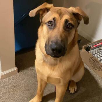 Brooklyn Boi -  Shepherd and Mixed Breed Dog for Adoption in New York, New York - Brooklyn Boi | PetCurious