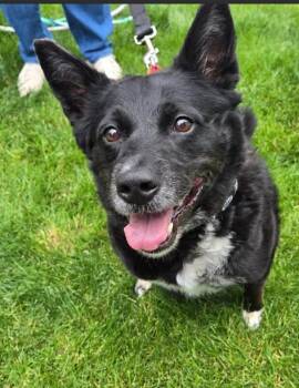 Hannah -  Border Collie and Australian Shepherd Dog for Adoption in North Olmsted, Ohio - Hannah | PetCurious