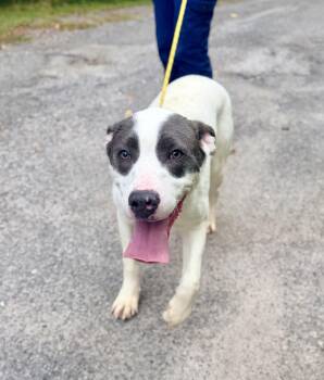 Nemo -  Pit Bull Terrier and Hound Dog for Adoption in Petersburg, Virginia - Nemo | PetCurious