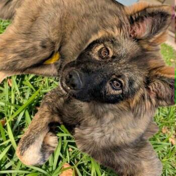 Nadia -  Shepherd Dog Available for Adoption in Memphis, Tennessee - Nadia | PetCurious