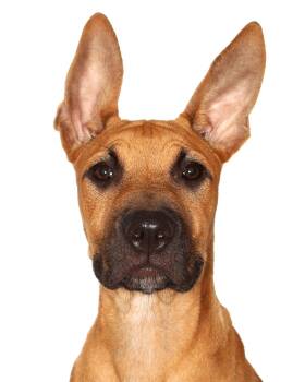 Benji -  Belgian Shepherd Malinois Dog Available for Adoption in Oakland Park, Florida - Benji | PetCurious