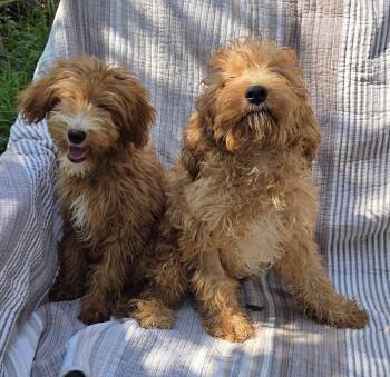 Mini goldendoodle 1M, 1F -  Poodle and Golden Retriever Dog for Adoption in Woodsfield, Ohio - Mini Goldendoodle 1M, 1F | PetCurious