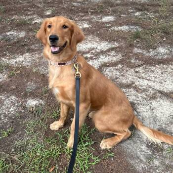 Rosie. -  Golden Retriever Dog for Adoption in Mobile, Alabama - Rosie. | PetCurious