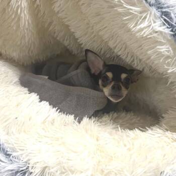 Brenda -  Chihuahua Dog for Adoption in Minneapolis, Minnesota - Brenda | PetCurious