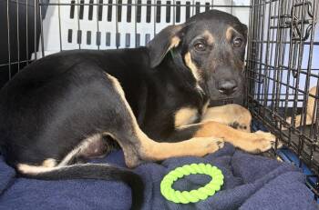 Rescue Labrador Retriever Dogs for Adoption in Carmel Hamlet, New York - Antonio (Texas Sweethearts) | PetCurious