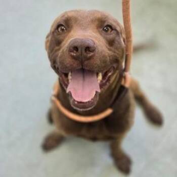 Ollie -  Labrador Retriever and Mixed Breed Dog for Adoption in East Hampton, New York - Ollie | PetCurious