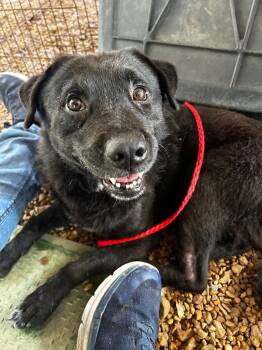 Beagle and Labrador Retriever Dogs Available for Adoption in Brookhaven, Mississippi - Buddy Love 26 | PetCurious
