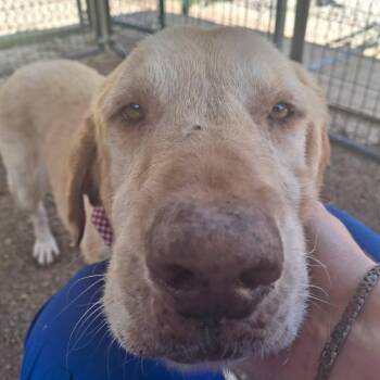 Fonzie -  Mixed Breed Dog for Adoption in Greenville, South Carolina - Fonzie | PetCurious