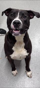 Pit Bull Terrier and Mastiff Dogs Available for Adoption in Chattanooga, Tennessee - Aros | PetCurious