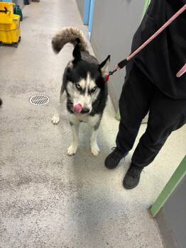 Blade -  Siberian Husky Dog for Adoption in Bloomington, Indiana - Blade | PetCurious