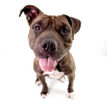 Wednesday -  Shar Pei Dog for Adoption in Scottsdale, Arizona - Wednesday | PetCurious