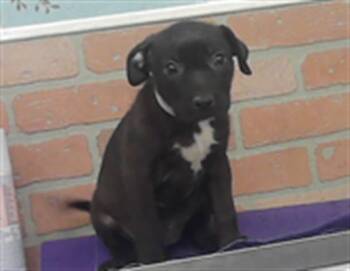 A2082465 -  Staffordshire Bull Terrier and Mixed Breed Dog for Adoption in Houston, Texas - A2082465 | PetCurious