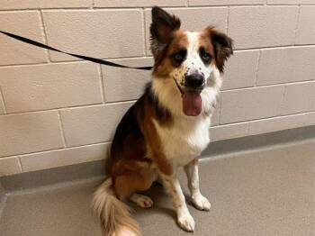 DAZZLE -  German Shepherd Dog and Mixed Breed Dog for Adoption in Colorado Springs, Colorado - DAZZLE | PetCurious