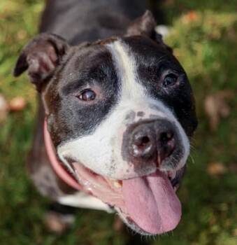 Sarge -  Pit Bull Terrier and Mixed Breed Dog for Adoption in Westland, Michigan - Sarge | PetCurious