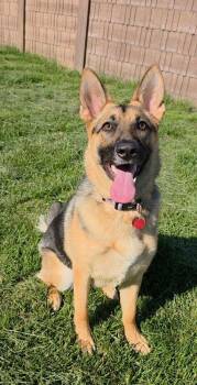 German Shepherd Dog Dogs Available for Adoption - Bonnie | PetCurious