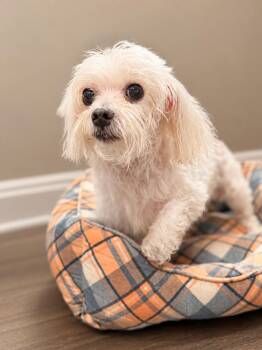 Fluffy -  Maltese Dog for Adoption in Raleigh, North Carolina - Fluffy | PetCurious