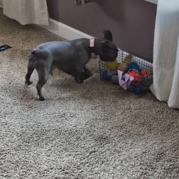 Daisy -  French Bulldog Dog for Adoption in Huber Heights, Ohio - Daisy | PetCurious