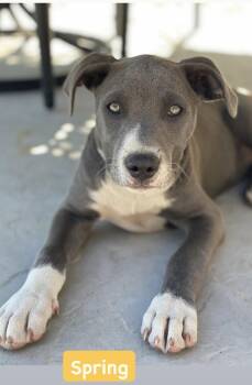 American Staffordshire Terrier Dogs Available for Adoption - Spring | PetCurious