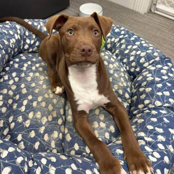 Labrador Retriever Dogs Available for Adoption - Benji | PetCurious