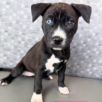 Rabbit -  Mixed Breed Dog for Adoption in Las Vegas, Nevada - Rabbit | PetCurious