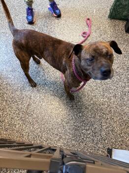 Mixed Breed Dogs Available for Adoption in Columbia, Tennessee - Dizzy | PetCurious