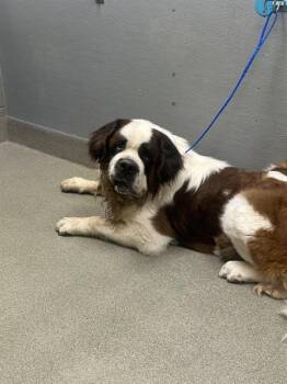 THOR -  Saint Bernard Dog for Adoption in Las Vegas, Nevada - THOR | PetCurious