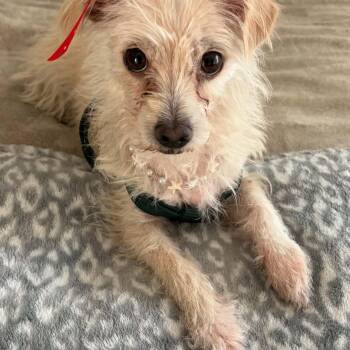 Baby -  Maltese Dog for Adoption in Seal Beach, California - Baby | PetCurious