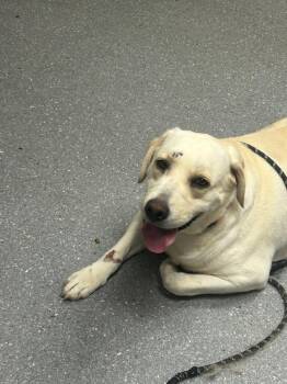 Daisy -  Labrador Retriever Dog for Adoption in Greenfield, Indiana - Daisy | PetCurious