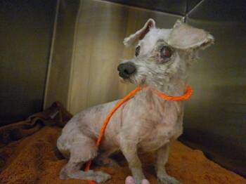 BEAR -  Poodle and Mixed Breed Dog for Adoption in Tustin, California - BEAR | PetCurious