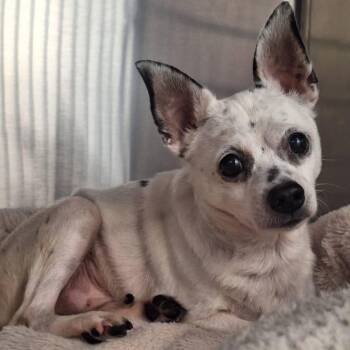 Rescue Chihuahua Dogs for Adoption in Anderson, Indiana - Brecken | PetCurious