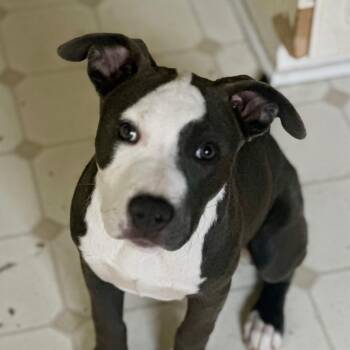 Piper -  American Staffordshire Terrier and Hound Dog for Adoption in Columbia, South Carolina - Piper | PetCurious
