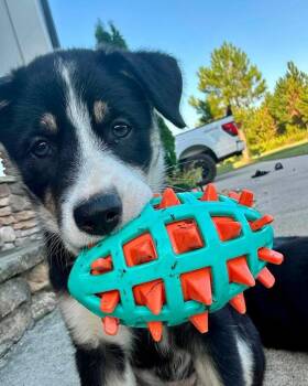 Maple -  Shepherd and Husky Dog for Adoption in Wendell, North Carolina - Maple | PetCurious