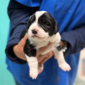 Puppy 1 -  Pit Bull Terrier Dog for Adoption in Chariton, Iowa - Puppy 1 | PetCurious