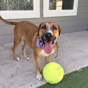 Rosey -  Redbone Coonhound and Rhodesian Ridgeback Dog for Adoption in Spring, Texas - Rosey | PetCurious