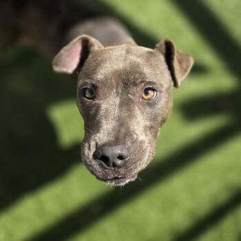 Rescue Mixed Breed Dogs for Adoption in Columbia, South Carolina - TOOTSIE | PetCurious