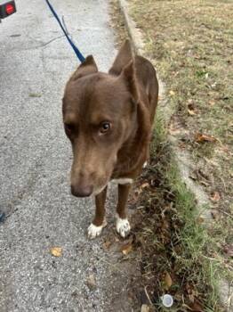 Rescue Siberian Husky and Mixed Breed Dogs for Adoption in Fort Worth, Texas - 59755905 | PetCurious