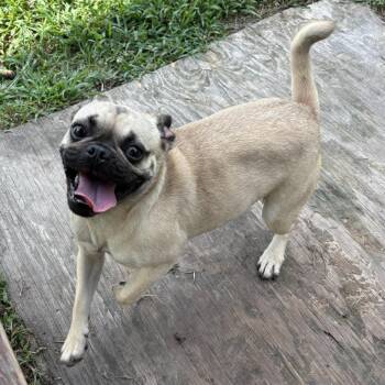 Squishy -  Pug and Mixed Breed Dog for Adoption in Chesapeake, Virginia - Squishy | PetCurious