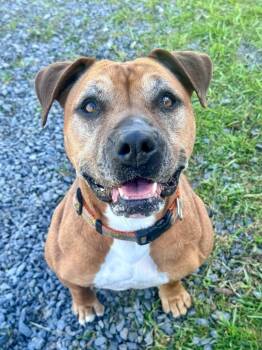 Rescue Pit Bull Terrier Dogs for Adoption in Kodiak, Alaska - Fiona Joy | PetCurious