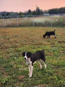 Available for Adoption - Zanet (MI, USA) -  English Setter Dog for Adoption in Chelsea, Michigan - Available For Adoption - Zanet (MI, USA) | PetCurious