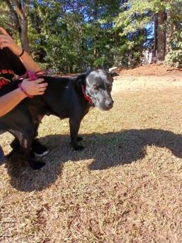 Rescue Labrador Retriever Dogs for Adoption in Smyrna, Georgia - Juniper | PetCurious