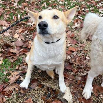 Shepherd and Great Pyrenees Dogs Available for Adoption - Clessie | PetCurious
