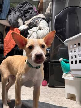 Terrier Dogs Available for Adoption in New London, Wisconsin - Stitch | PetCurious