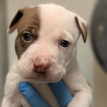 Boxer and Mixed Breed Dogs Available for Adoption in North Charleston, South Carolina - Chad | PetCurious