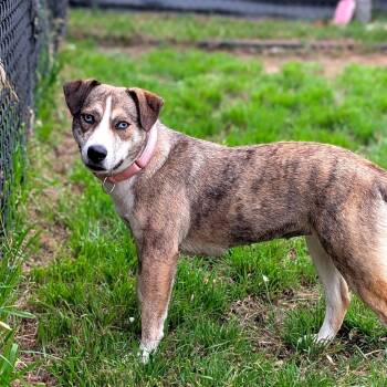 Catahoula Leopard Dog and Australian Shepherd Dogs Available for Adoption in Buchanan Dam, Texas - Lucyloo | PetCurious
